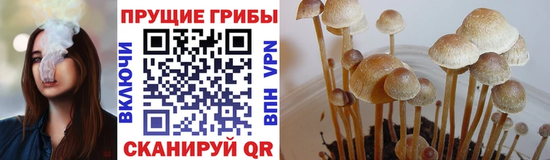 купить наркоту  omg зеркало  Псилоцибиновые грибы прущие грибы  Сердобск 